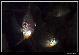 Pumkinseed sunfihes :-D a great dive with buddies JP and ... by Daniel Strub 